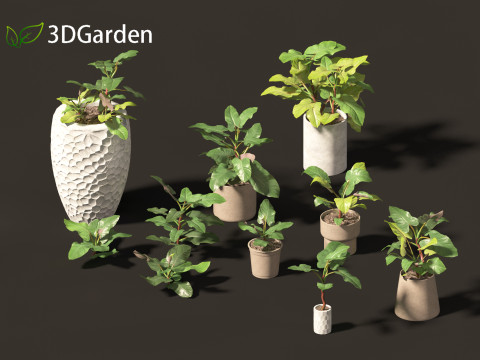 Philodendron erubescens - Blushing Philodendron 3D Model