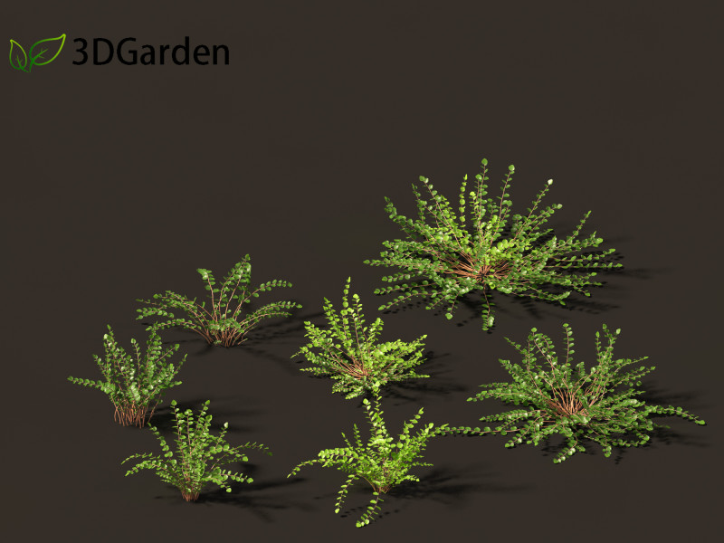 Pellaea ratundilalia - button fern 01 3D Model .c4d .max .obj .3ds .fbx .stl .blend 