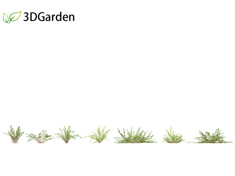 Pellaea ratundilalia - button fern 01 3D Model
