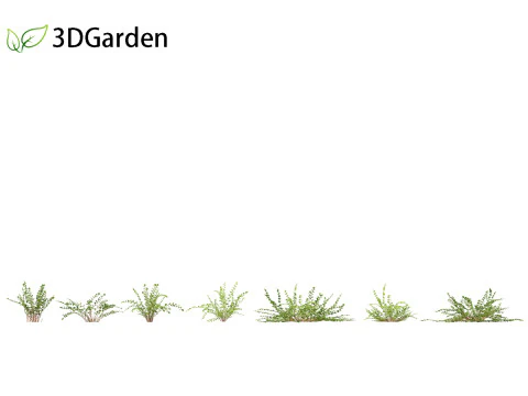 Pellaea ratundilalia - button fern 01 3D Model
