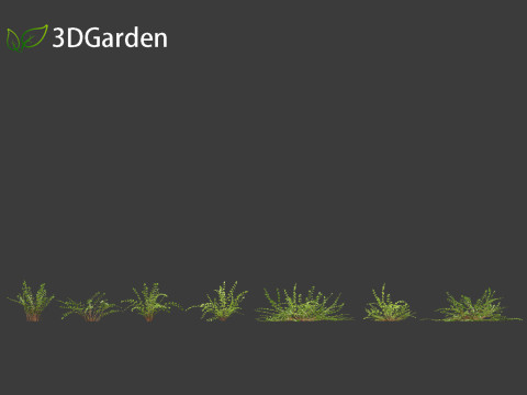 Pellaea ratundilalia - button fern 01 3D Model