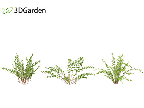 Pellaea ratundilalia - button fern 01 3D Model