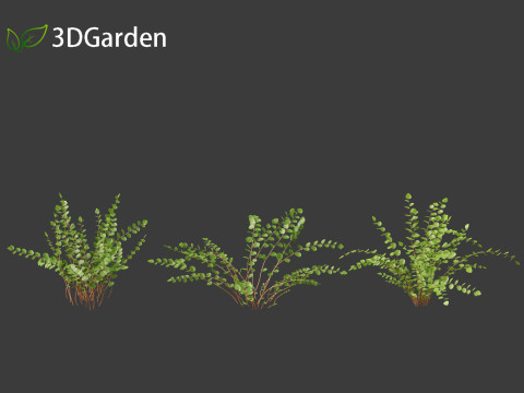 Pellaea ratundilalia - button fern 01 3D Model