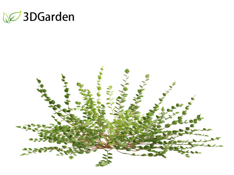 Pellaea ratundilalia - button fern 01 3D Model