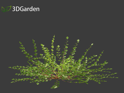 Pellaea ratundilalia - button fern 01 3D Model