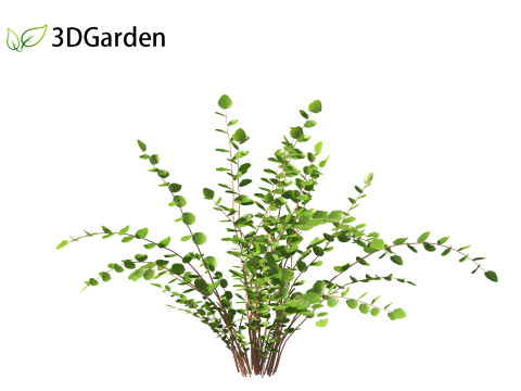 Pellaea ratundilalia - button fern 01 3D Model