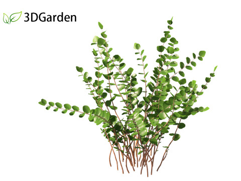 Pellaea ratundilalia - button fern 01 3D Model