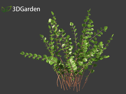 Pellaea ratundilalia - button fern 01 3D Model