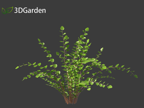 Pellaea ratundilalia - button fern 01 3D Model