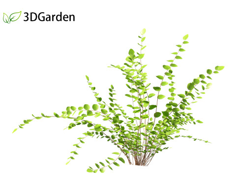 Pellaea ratundilalia - button fern 01 3D Model