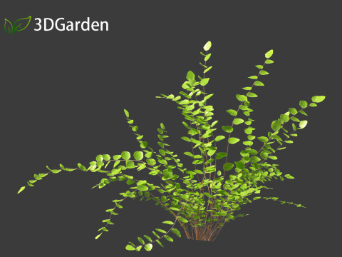 Pellaea ratundilalia - button fern 01 3D Model