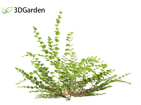 Pellaea ratundilalia - button fern 01 3D Model