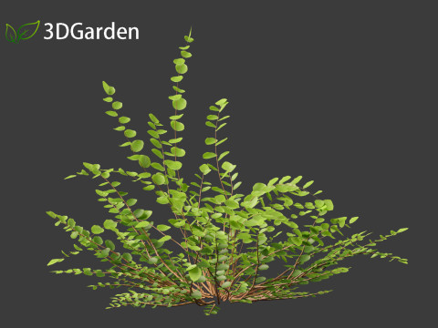 Pellaea ratundilalia - button fern 01 3D Model
