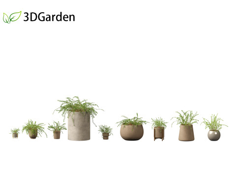 Pellaea ratundilalia - button fern 02 Model 3D