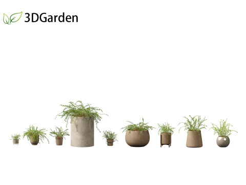Pellaea ratundilalia - button fern 02 3D Model