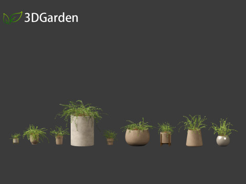 Pellaea ratundilalia - button fern 02 Model 3D