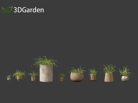 Pellaea ratundilalia - button fern 02 3D Model