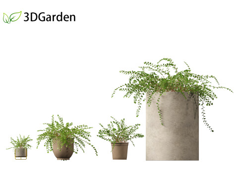 Pellaea ratundilalia - button fern 02 Model 3D
