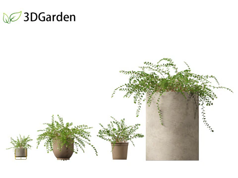 Pellaea ratundilalia - button fern 02 3D Model