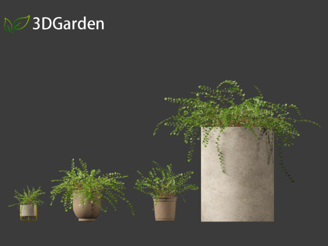 Pellaea ratundilalia - button fern 02 Model 3D