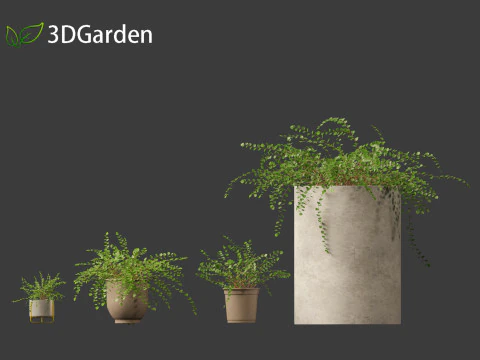 Pellaea ratundilalia - button fern 02 3D Model
