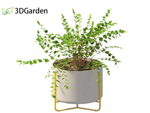 Pellaea ratundilalia - button fern 02 Model 3D