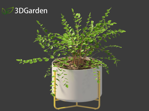 Pellaea ratundilalia - button fern 02 Model 3D