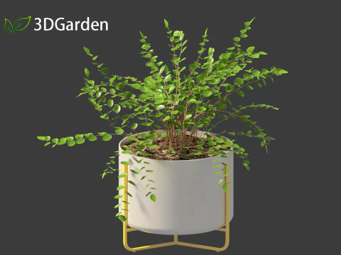 Pellaea ratundilalia - button fern 02 3D Model