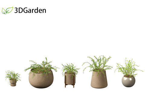 Pellaea ratundilalia - button fern 02 Model 3D
