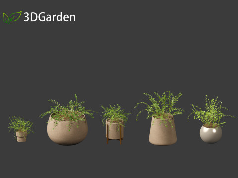 Pellaea ratundilalia - button fern 02 Model 3D