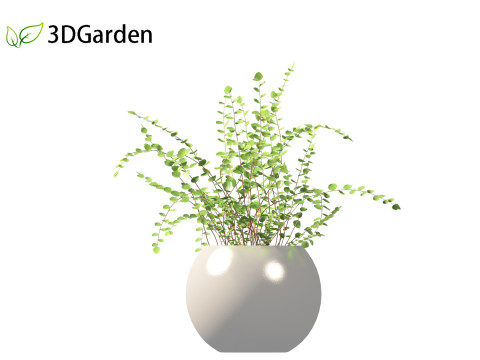 Pellaea ratundilalia - button fern 02 Model 3D