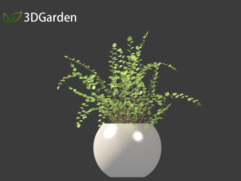 Pellaea ratundilalia - button fern 02 Model 3D