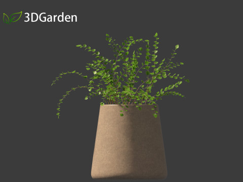 Pellaea ratundilalia - button fern 02 Model 3D