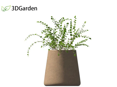 Pellaea ratundilalia - button fern 02 3D Model