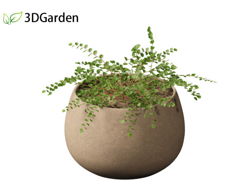 Pellaea ratundilalia - button fern 02 Model 3D