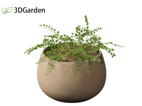 Pellaea ratundilalia - button fern 02 3D Model