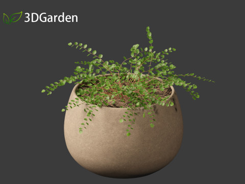 Pellaea ratundilalia - button fern 02 Model 3D