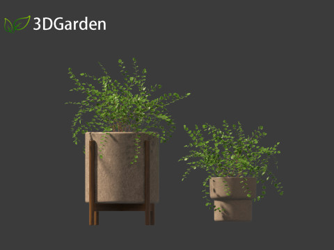 Pellaea ratundilalia - button fern 02 Model 3D