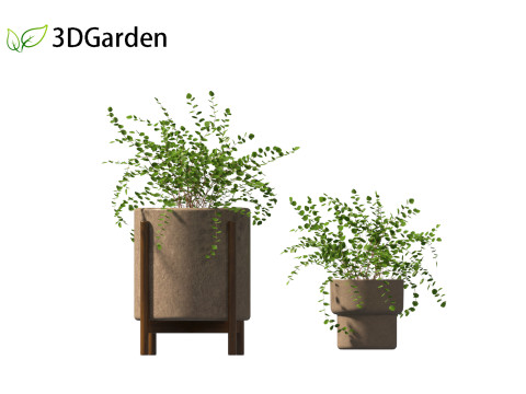 Pellaea ratundilalia - button fern 02 Model 3D