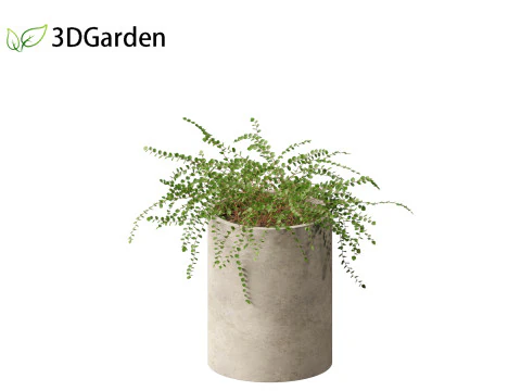 Pellaea ratundilalia - button fern 02 3D Model