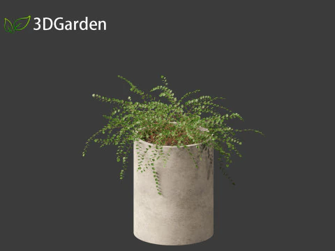 Pellaea ratundilalia - button fern 02 3D Model