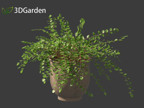 Pellaea ratundilalia - button fern 02 Model 3D