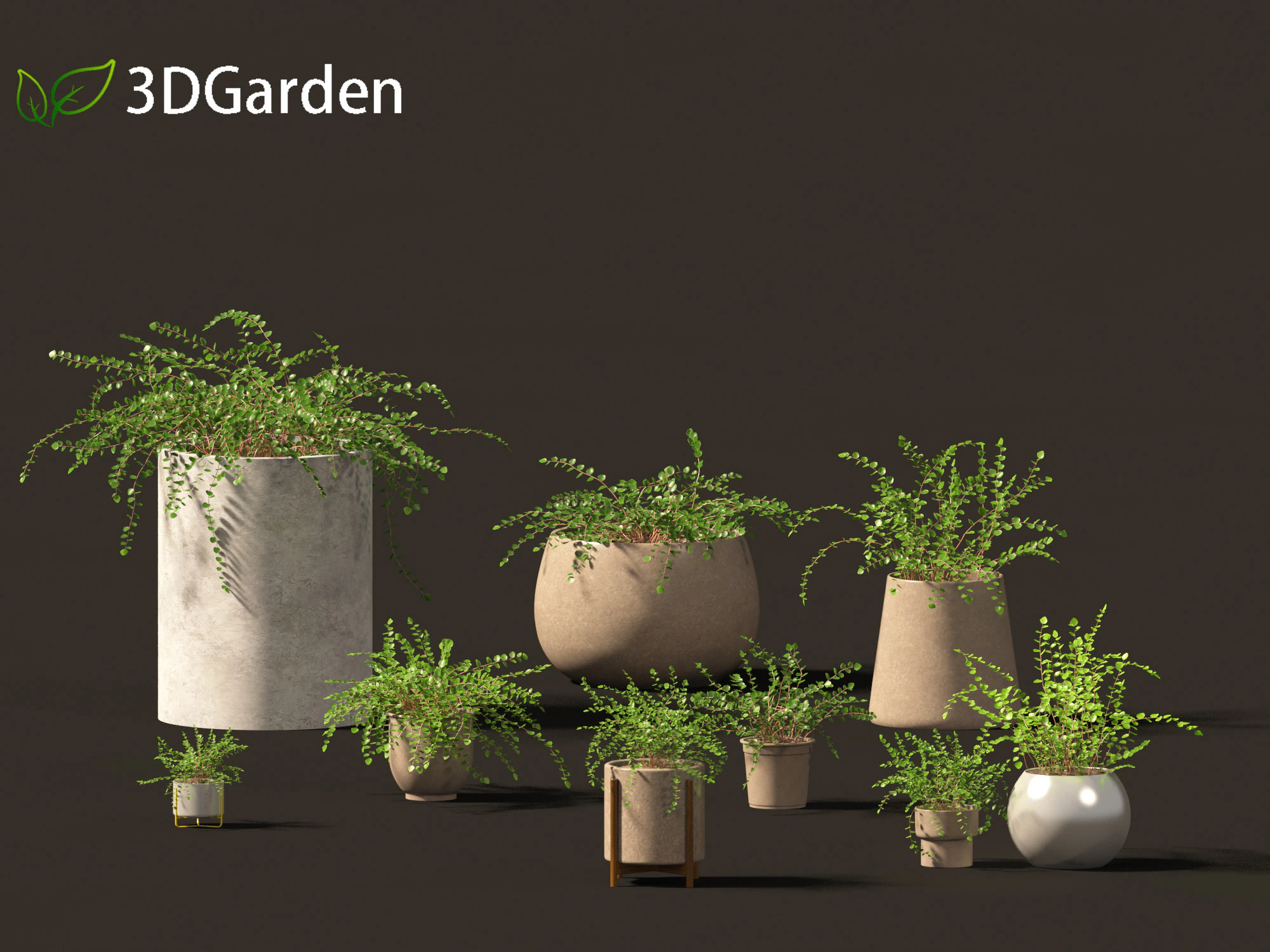 Pellaea ratundilalia - button fern 02 3D Model .c4d .max .obj .3ds .fbx .stl .blend 