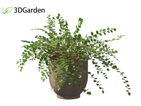 Pellaea ratundilalia - button fern 02 3D Model