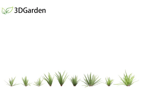 Nephrolepis cordifolia - Tuberous sword fern 01 3D Model