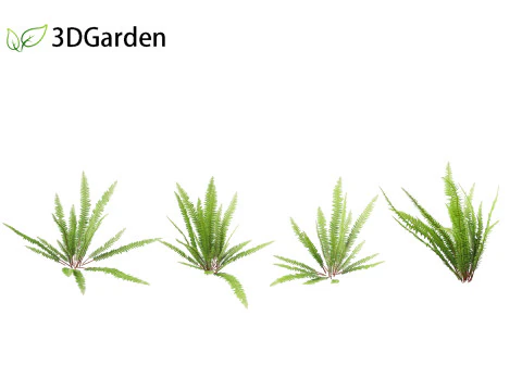 Nephrolepis cordifolia - Tuberous sword fern 01 3D Model