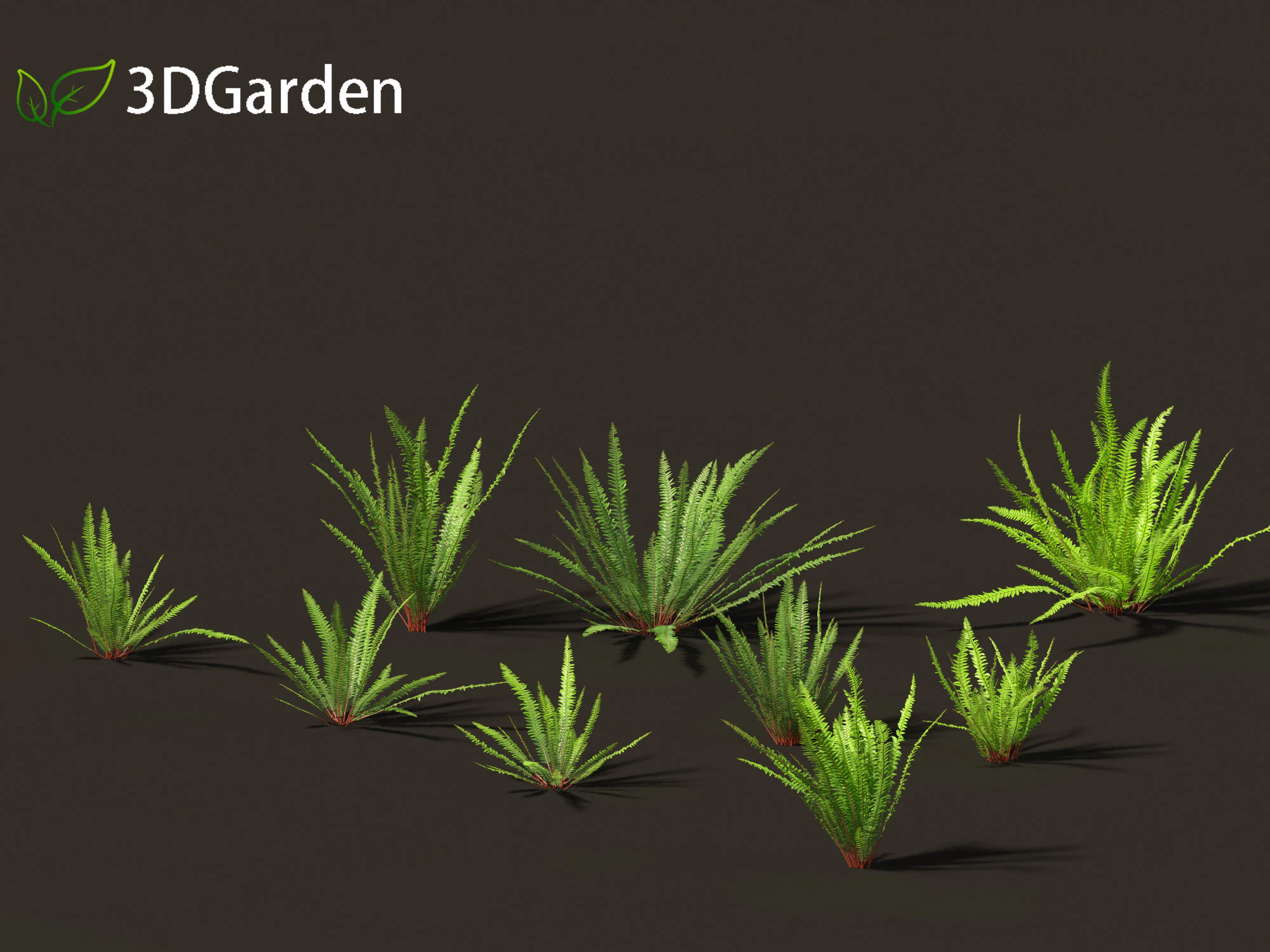 Nephrolepis cordifolia - Tuberous sword fern 01 3D Model .c4d .max .obj .3ds .fbx .stl .blend 