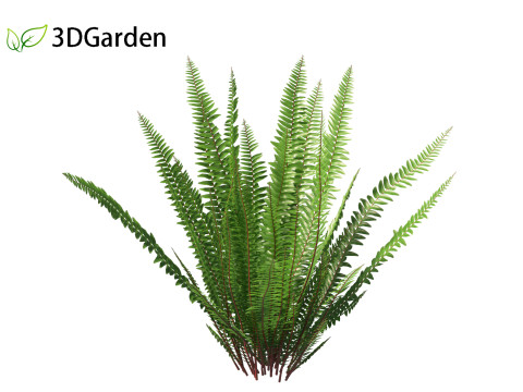 Nephrolepis cordifolia - Tuberous sword fern 01 Modelo 3D