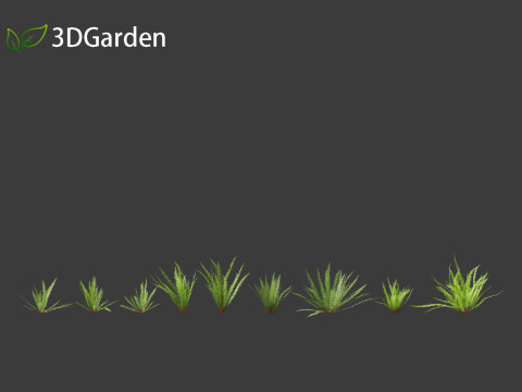 Nephrolepis cordifolia - Tuberous sword fern 01 Modelo 3D