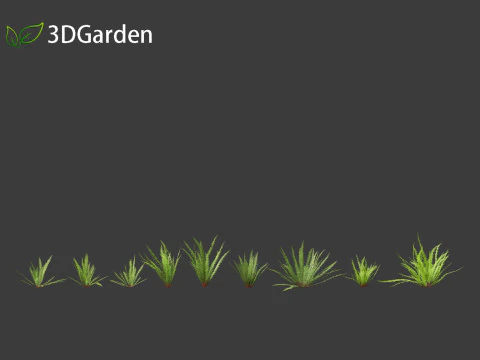 Nephrolepis cordifolia - Tuberous sword fern 01 3D Model